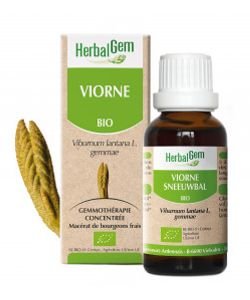 Viorne (Viburnum lantana) bourgeon